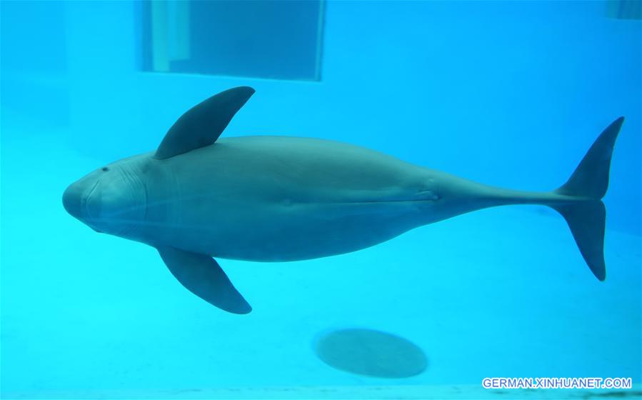 CHINA-WUHAN-FINLESS PORPOISE-PROTECTION (CN)