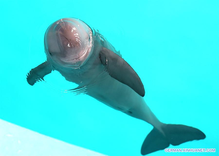 CHINA-WUHAN-FINLESS PORPOISE-PROTECTION (CN)