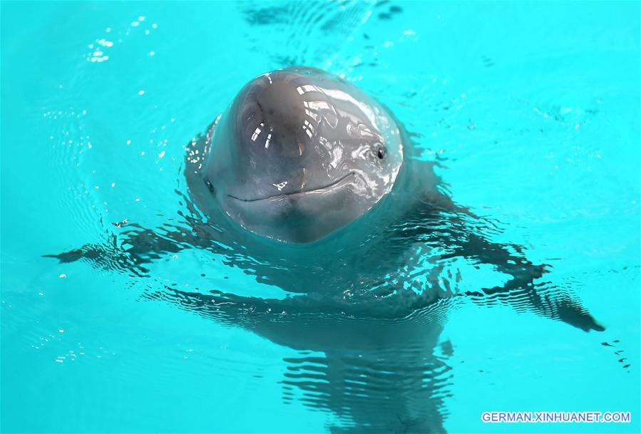 CHINA-WUHAN-FINLESS PORPOISE-PROTECTION (CN)