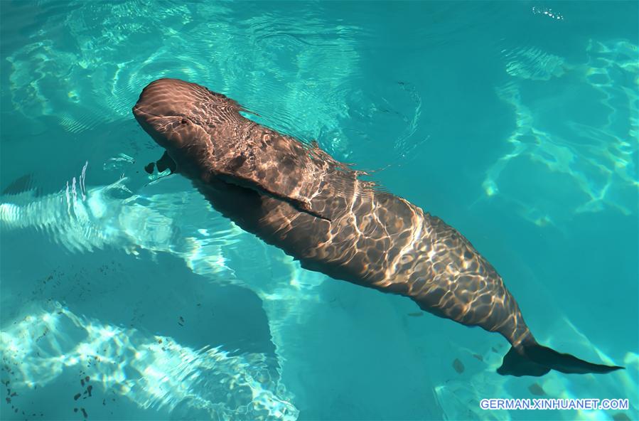Schutz der Glattschweinswale in Wuhan
