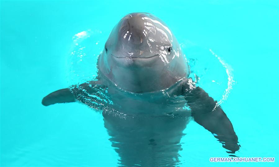 CHINA-WUHAN-FINLESS PORPOISE-PROTECTION (CN)