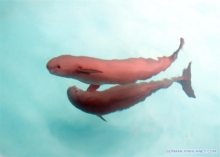 Schutz der Glattschweinswale in Wuhan - 