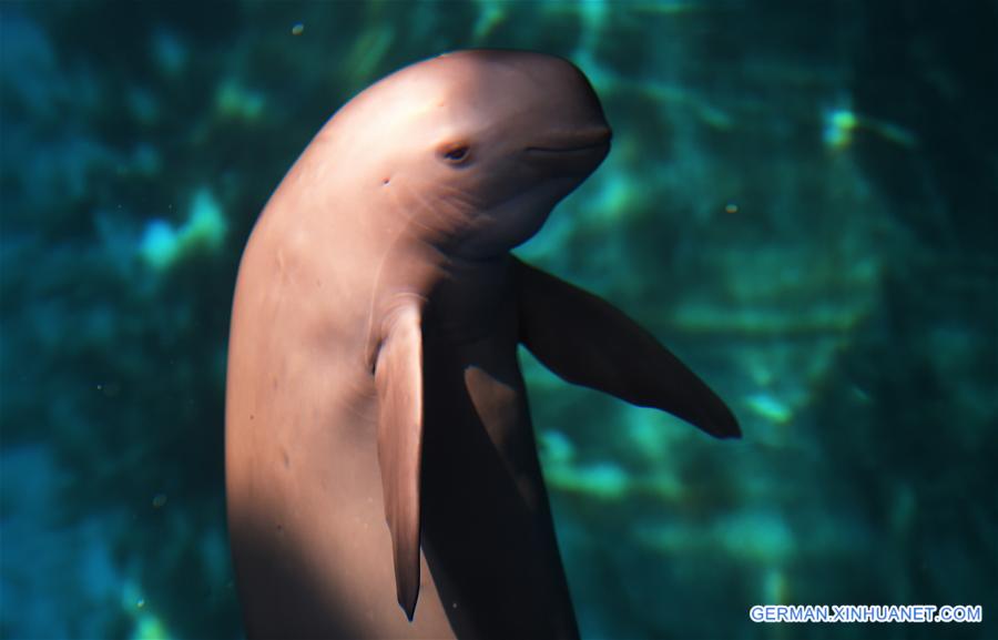CHINA-WUHAN-FINLESS PORPOISE-PROTECTION (CN)