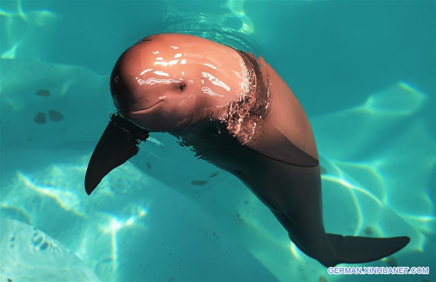 CHINA-WUHAN-FINLESS PORPOISE-PROTECTION (CN)