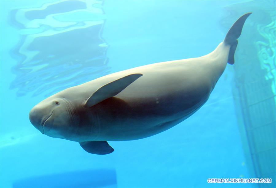 Schutz der Glattschweinswale in Wuhan