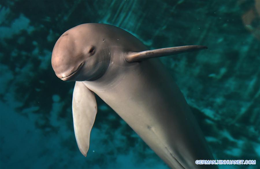 CHINA-WUHAN-FINLESS PORPOISE-PROTECTION (CN)