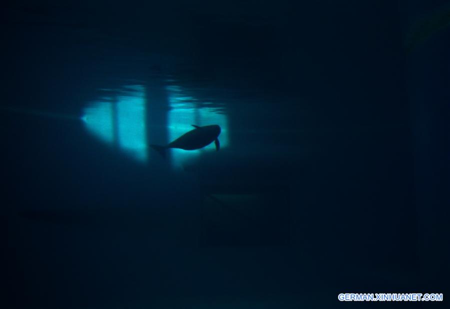 Schutz der Glattschweinswale in Wuhan - 