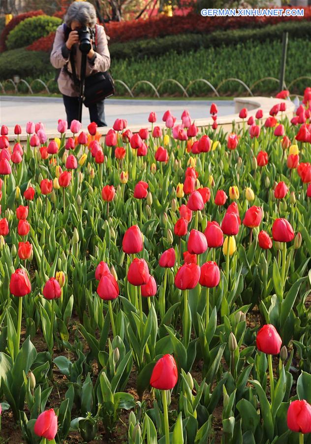 CHINA-CHANGCHUN-TULIP(CN)