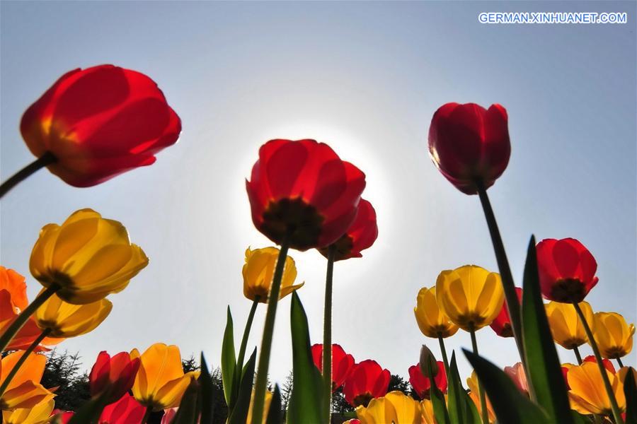 CHINA-CHANGCHUN-TULIP(CN)