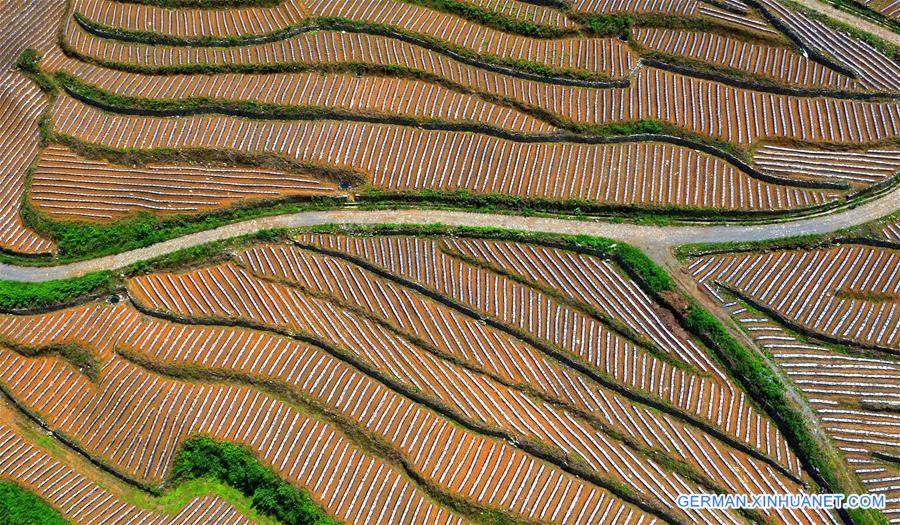 #CHINA-HUBEI-XUANEN-TERRACED FIELDS (CN)