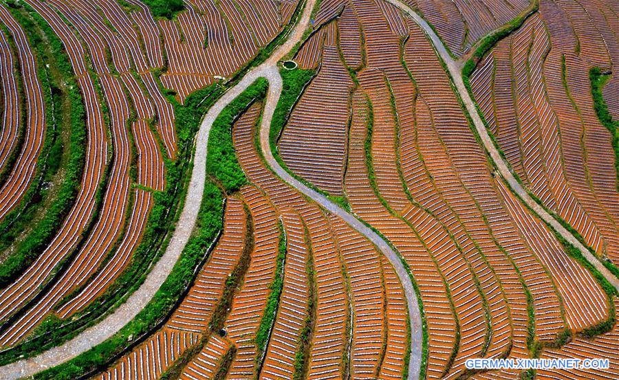#CHINA-HUBEI-XUANEN-TERRACED FIELDS (CN)