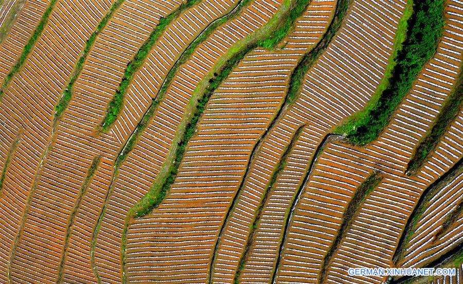 #CHINA-HUBEI-XUANEN-TERRACED FIELDS (CN)