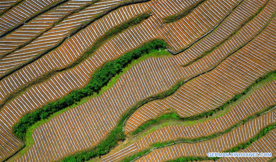 #CHINA-HUBEI-XUANEN-TERRACED FIELDS (CN)