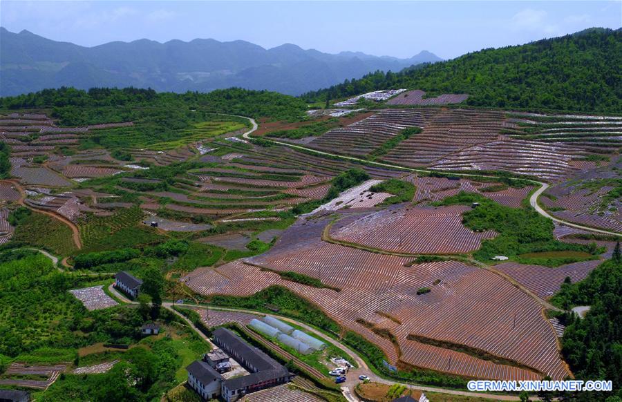 #CHINA-HUBEI-XUANEN-TERRACED FIELDS (CN)