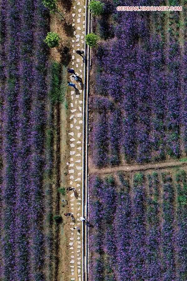 CHINA-GUIZHOU-LIBO-LAVENDER(CN)