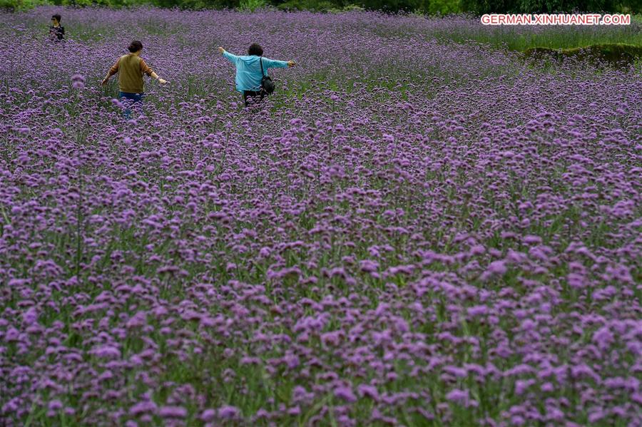 CHINA-GUIZHOU-LIBO-LAVENDER(CN)