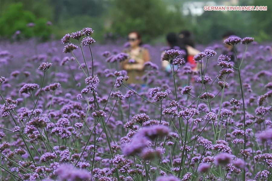 CHINA-GUIZHOU-LIBO-LAVENDER(CN)