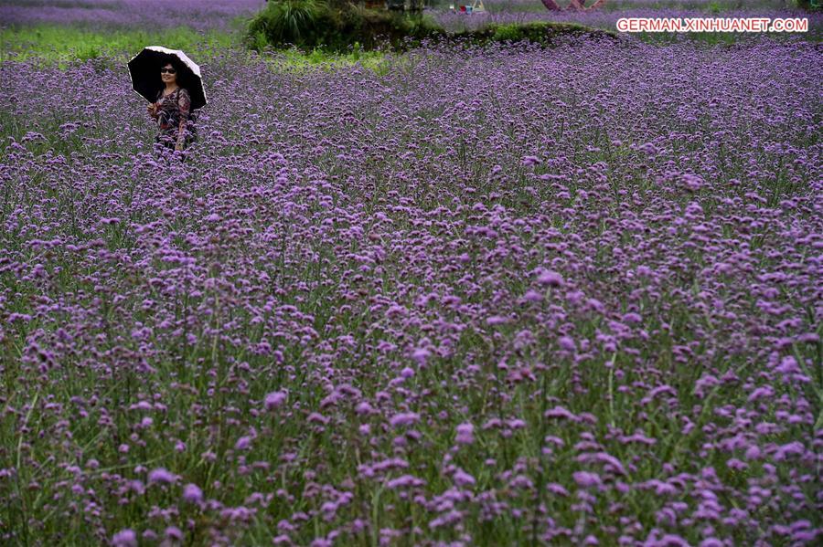 CHINA-GUIZHOU-LIBO-LAVENDER(CN)