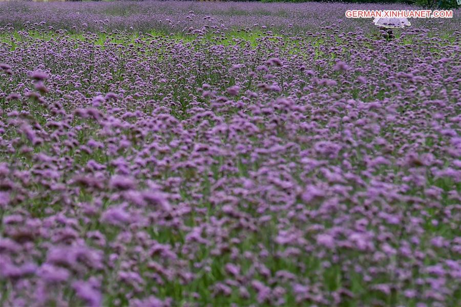 CHINA-GUIZHOU-LIBO-LAVENDER(CN)
