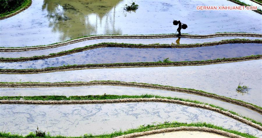 #CHINA-GUIZHOU-CONGJIANG-TERRACE FIELDS (CN)