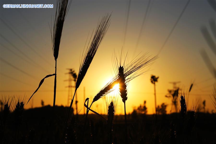 WEEKLY CHOICES OF XINHUA PHOTO