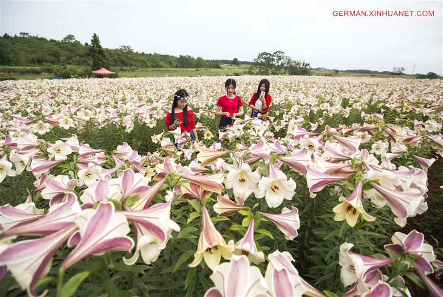 #CHINA-JIANGXI-LILY FLOWERS (CN)