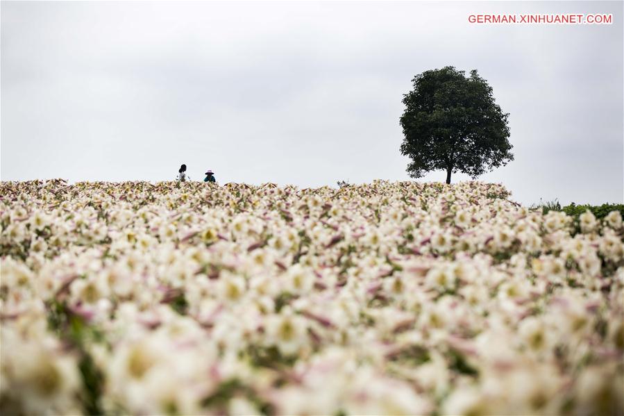 #CHINA-JIANGXI-LILY FLOWERS (CN)