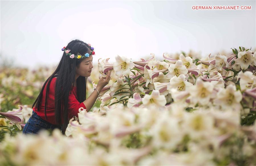 #CHINA-JIANGXI-LILY FLOWERS (CN)