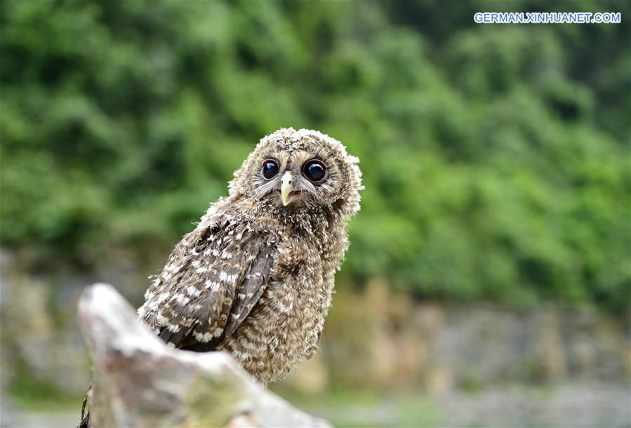 #CHINA-HUBEI-BABY OWL (CN)