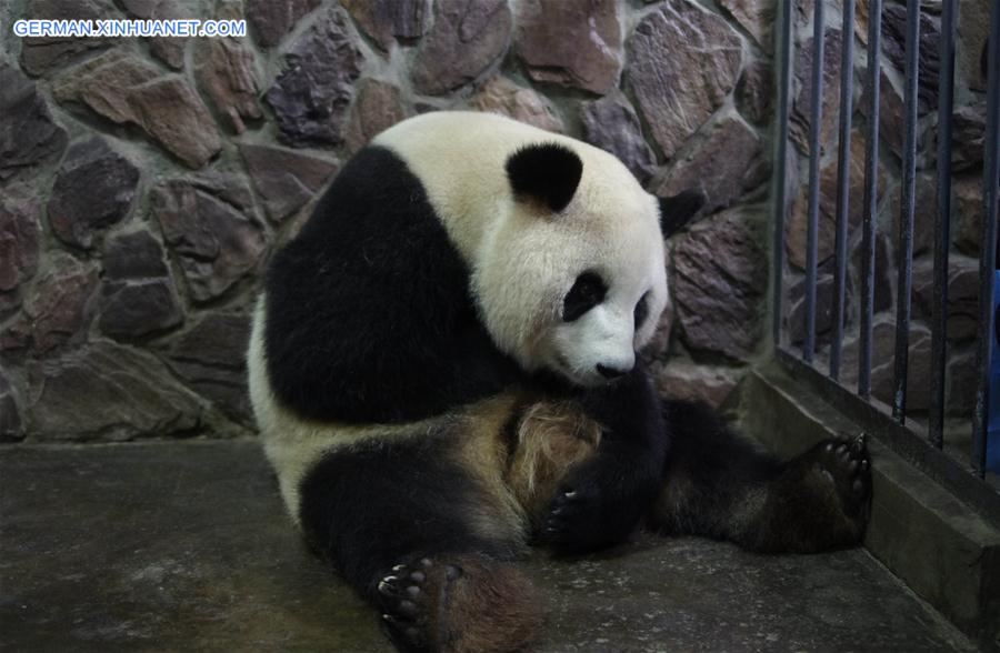 CHINA-CHENGDU-PANDA CUB (CN)