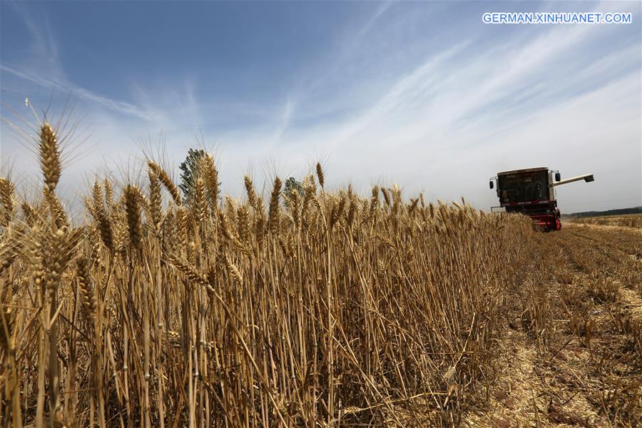 #CHINA-SHANDONG-WHEAT HARVEST (CN)