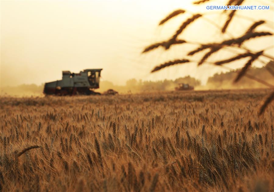 #CHINA-SHANDONG-WHEAT HARVEST (CN)