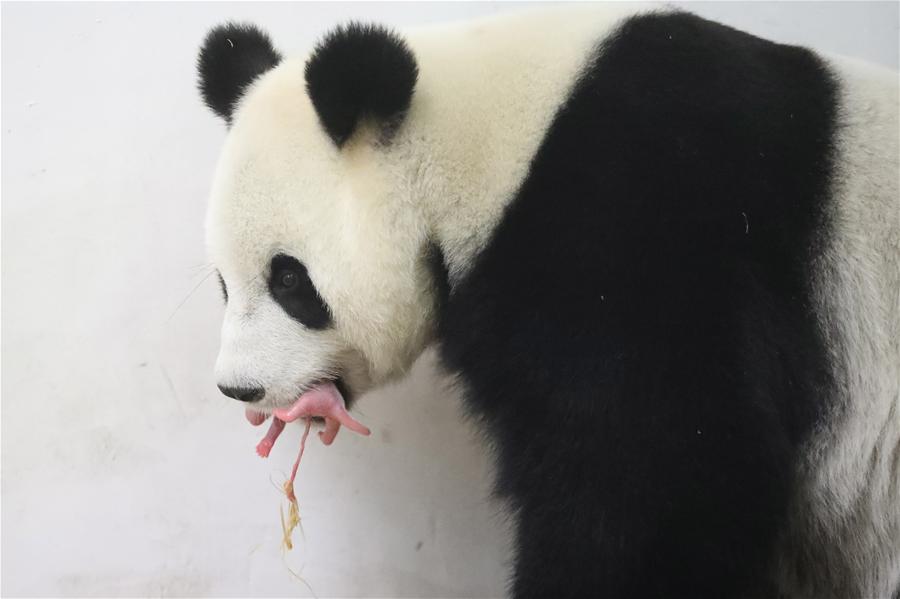 （国际）（2）旅比利时中国大熊猫“好好”产仔