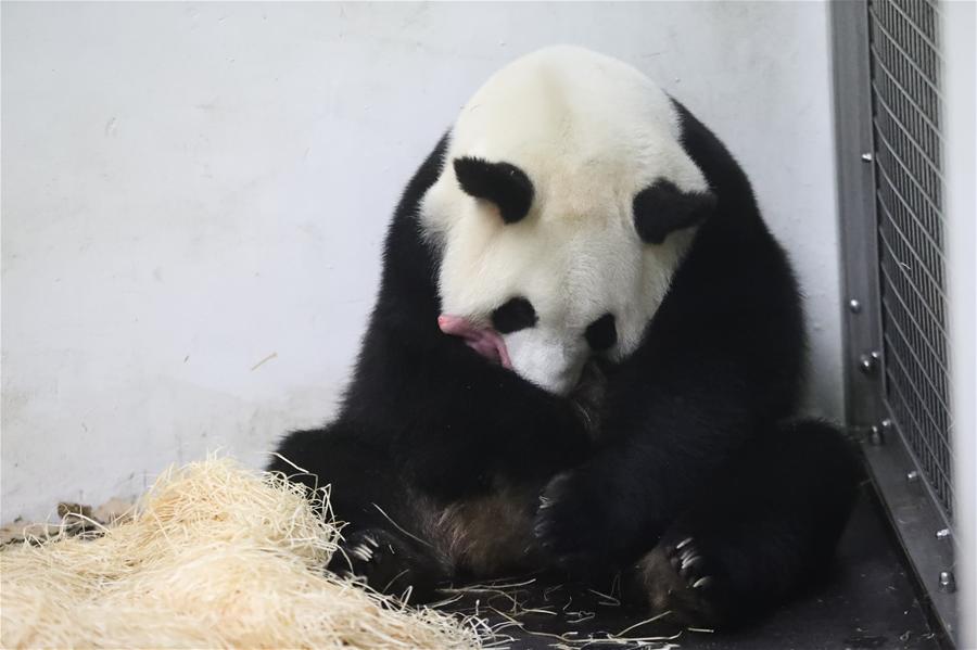 （国际）（4）旅比利时中国大熊猫“好好”产仔