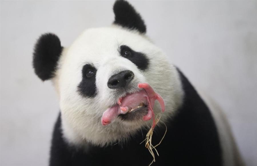 （国际）（1）旅比利时中国大熊猫“好好”产仔