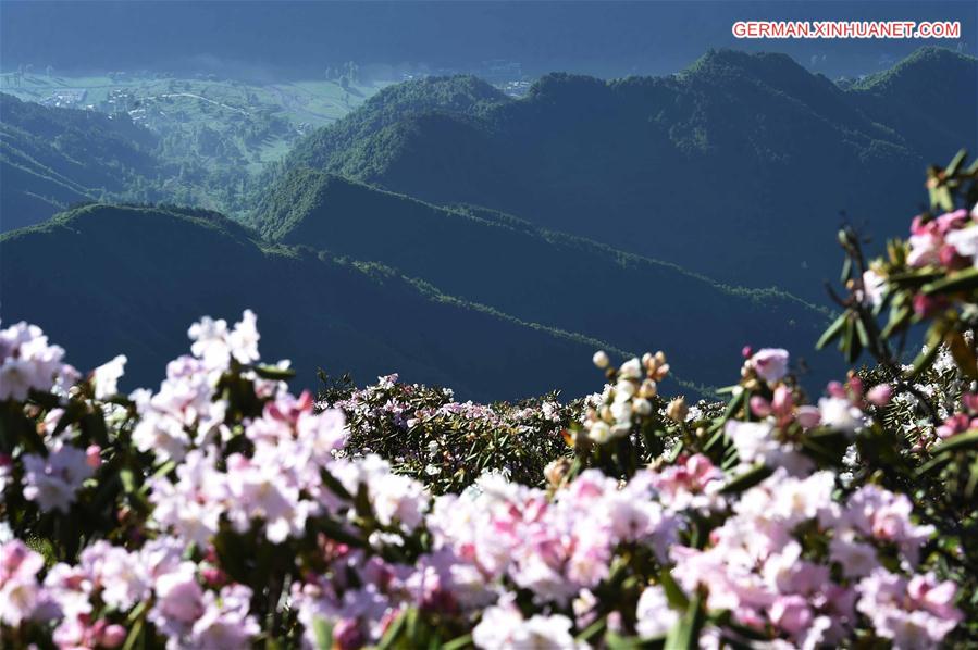CHINA-YUNNAN-WUMENG MOUNTAIN-ALPINE AZALEAS (CN)