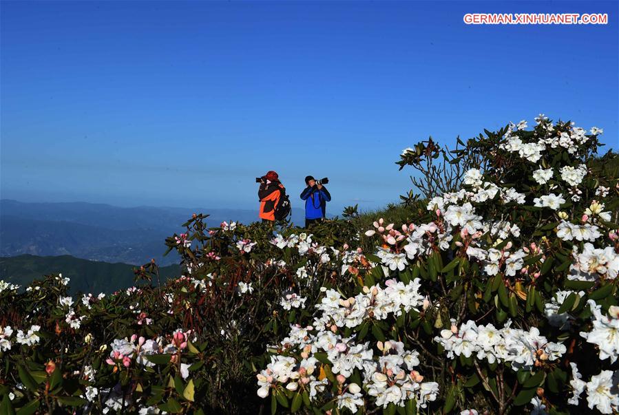 CHINA-YUNNAN-WUMENG MOUNTAIN-ALPINE AZALEAS (CN)