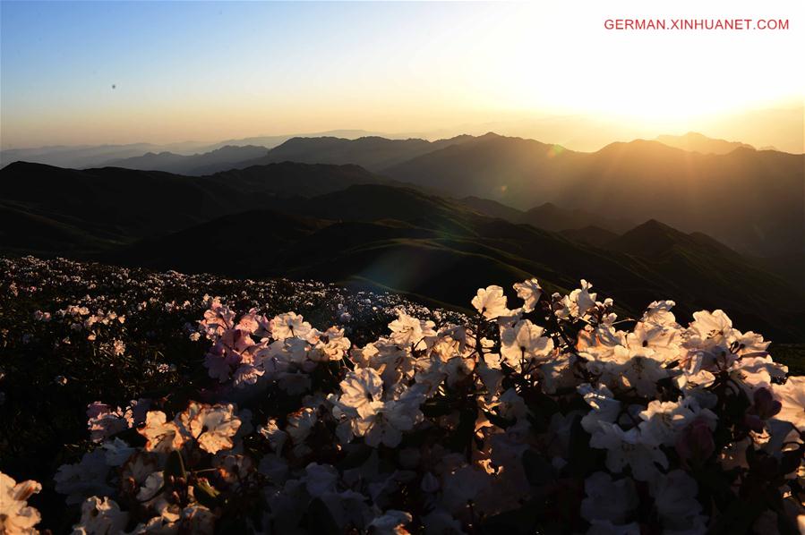 CHINA-YUNNAN-WUMENG MOUNTAIN-ALPINE AZALEAS (CN)