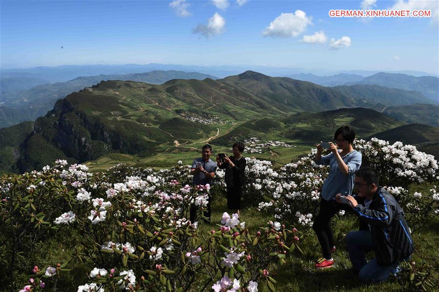 CHINA-YUNNAN-WUMENG MOUNTAIN-ALPINE AZALEAS (CN)