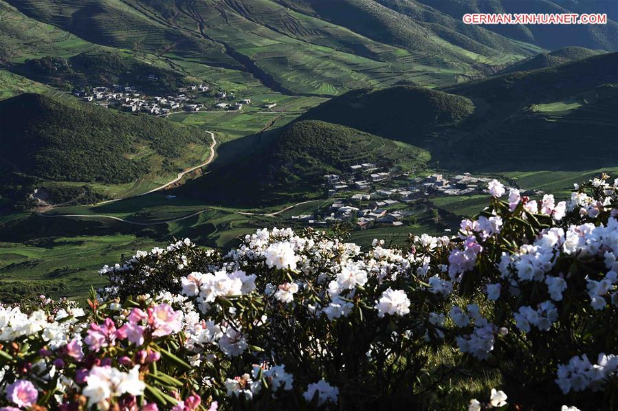CHINA-YUNNAN-WUMENG MOUNTAIN-ALPINE AZALEAS (CN)