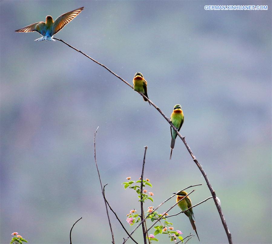 #CHINA-YUNNAN-BLUE-TAILED BEE EATER (CN)