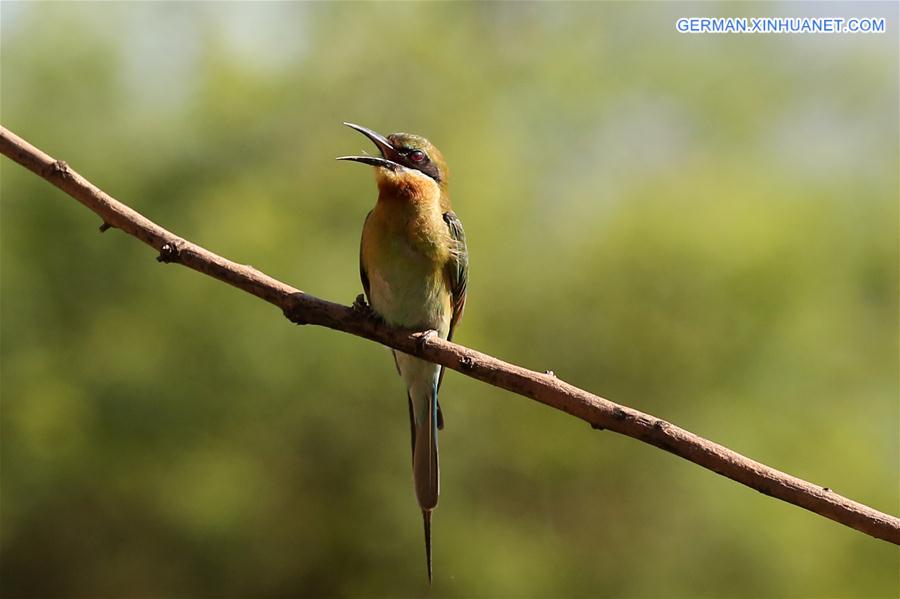 #CHINA-YUNNAN-BLUE-TAILED BEE EATER (CN)