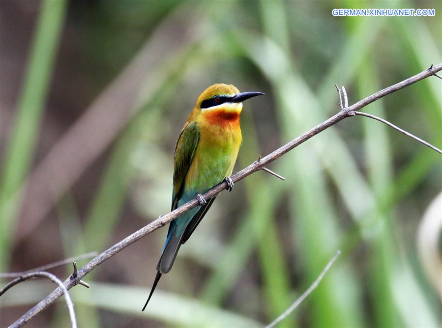 #CHINA-YUNNAN-BLUE-TAILED BEE EATER (CN)