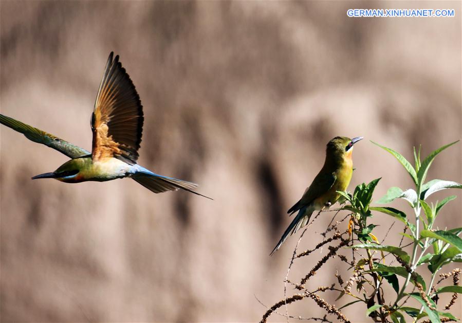 #CHINA-YUNNAN-BLUE-TAILED BEE EATER (CN)