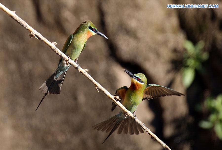 #CHINA-YUNNAN-BLUE-TAILED BEE EATER (CN)