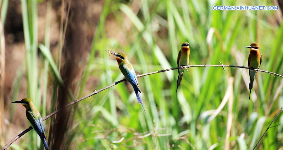 #CHINA-YUNNAN-BLUE-TAILED BEE EATER (CN)