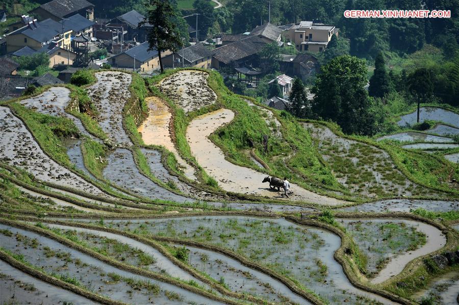 CHINA-ZHEJIANG-YUNHE-TERRACE FIELDS (CN)