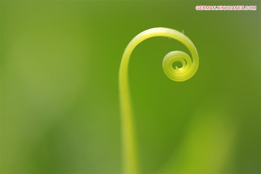 #CHINA-JIANGSU-HUAI'AN-VINE(CN)