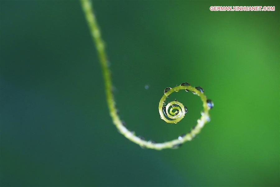 #CHINA-JIANGSU-HUAI'AN-VINE(CN)