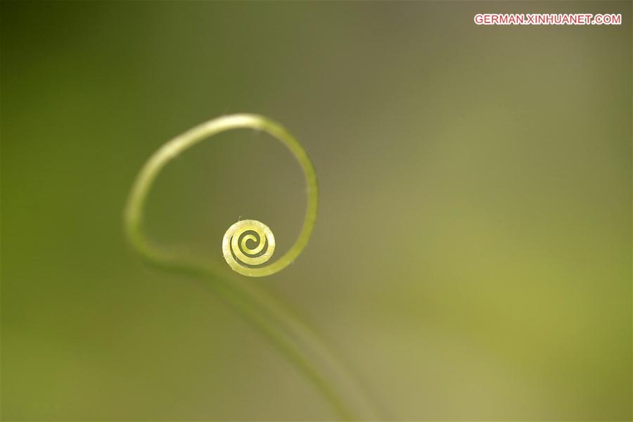 #CHINA-JIANGSU-HUAI'AN-VINE(CN)